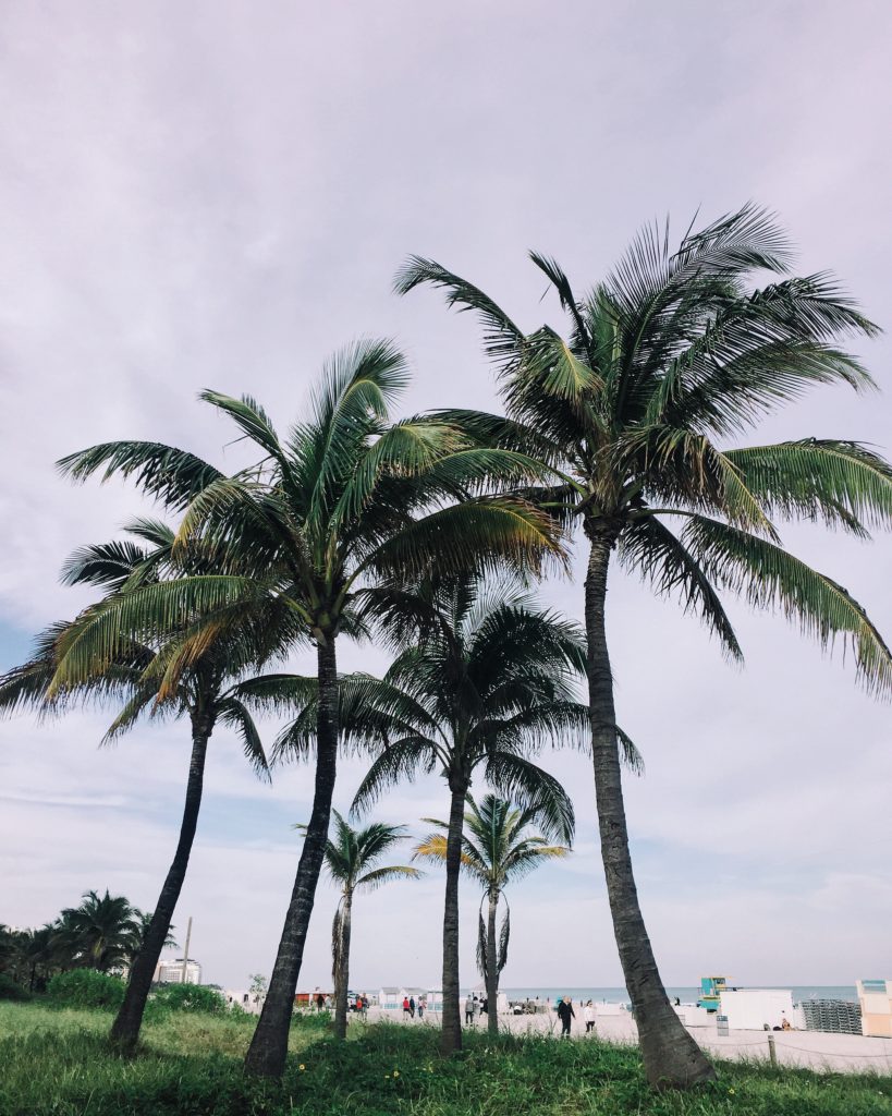 Palm_trees